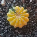 SoCalPlantPeople