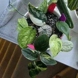 PlantHoarder54