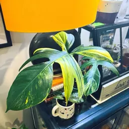 BillyBPlanting