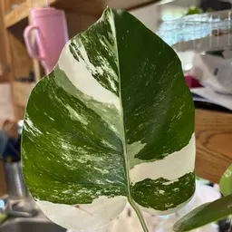 Nichole1995Plantlover