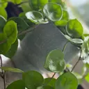 The_Leafy_Life