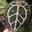 Twil