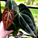 RarePlantChick