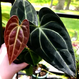 RarePlantChick